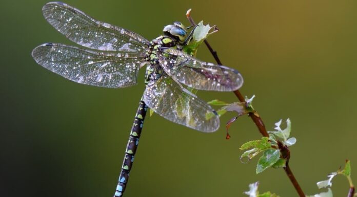 Denti di libellula: tutto ciò che devi sapere
