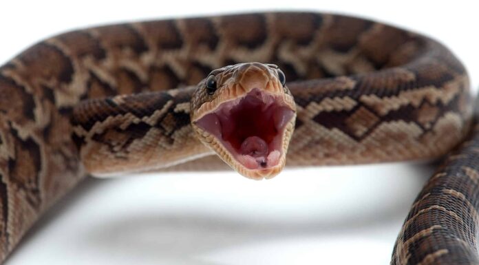 Cuban boa on white background