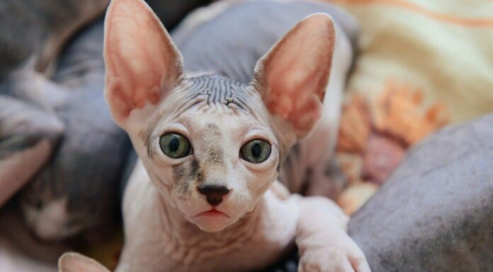 9 tipi di gatti glabri
