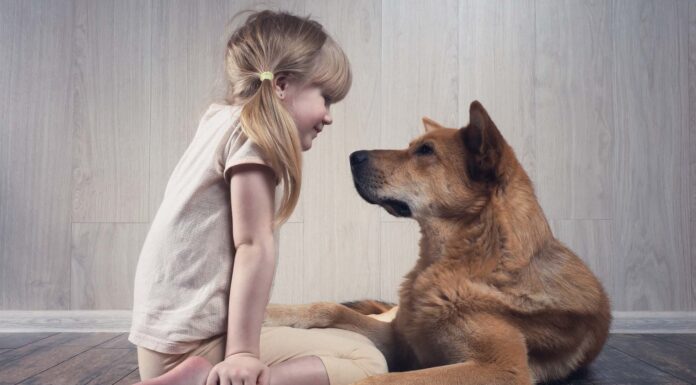 I cani possono capire l'inglese?
