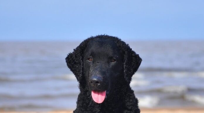 Retriever con rivestimento riccio
