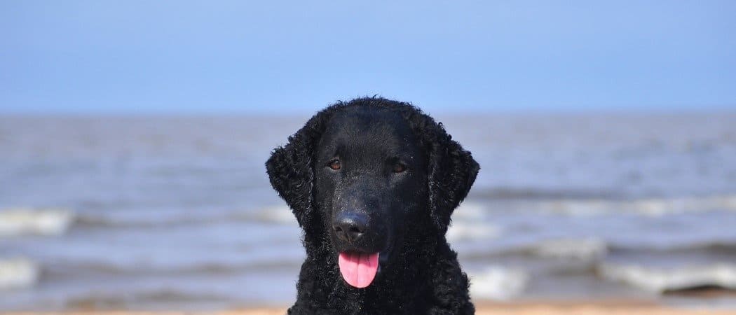 Retriever con rivestimento riccio