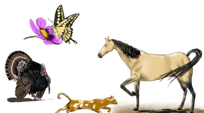 Come disegnare diversi animali, piante e altro
