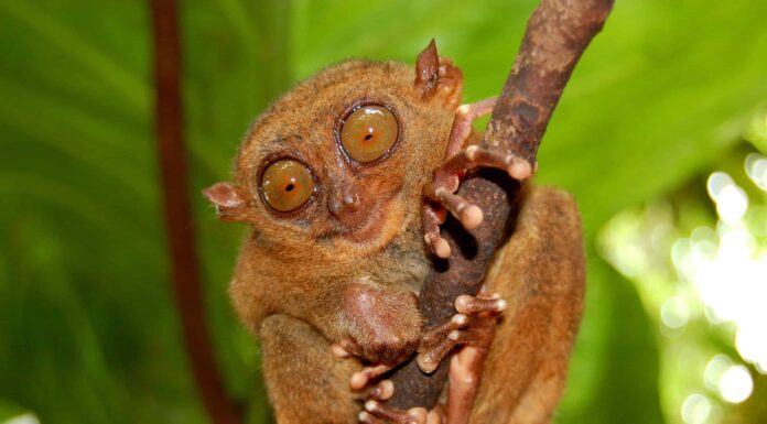 10 incredibili fatti sui tarsi
