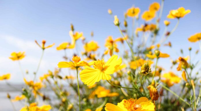 Cosmos Seeds: coltiva facilmente questo fiore annuale!
