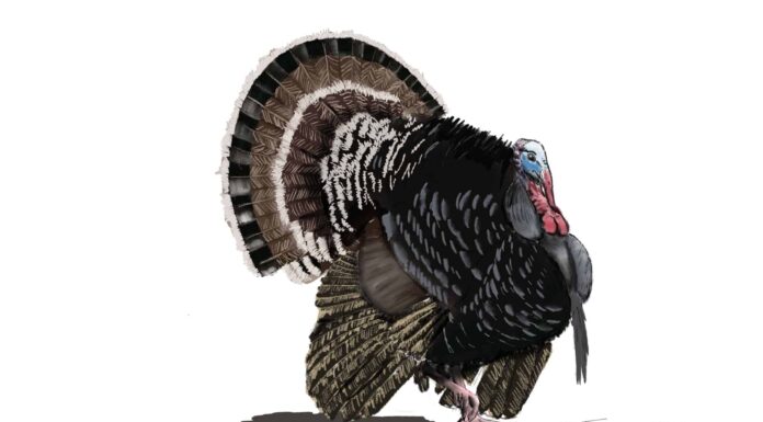 turkey drawing outline