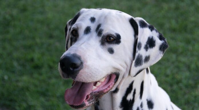 dalmata
