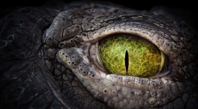 Lacrime di coccodrillo: svelati il ​​significato e l'origine di questo detto comune
