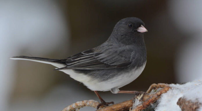 Junco dagli occhi scuri
