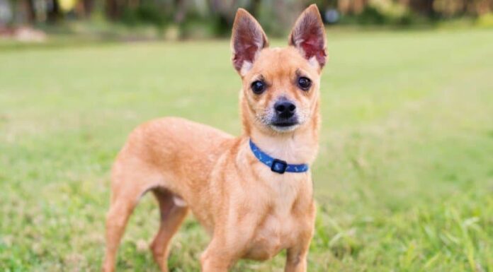 Chihuahua testa di cervo
