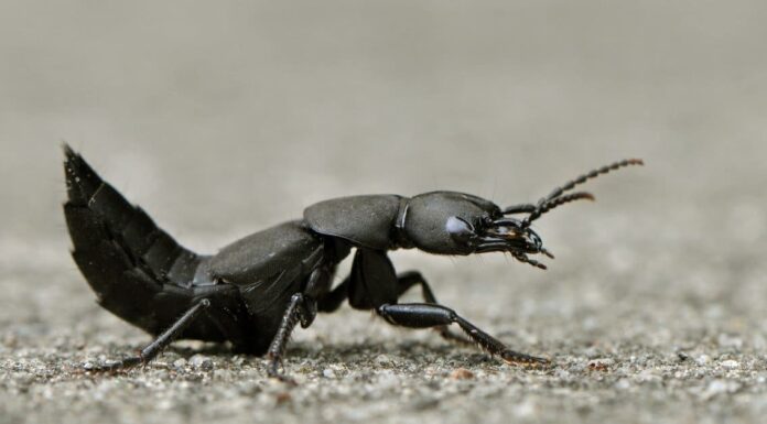 Coleottero del cavallo del diavolo
