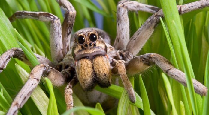 Wolf Spiders in Colorado: tutto ciò che devi sapere
