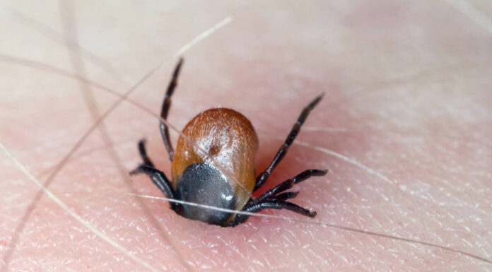 Cosa mangiano le zecche?
