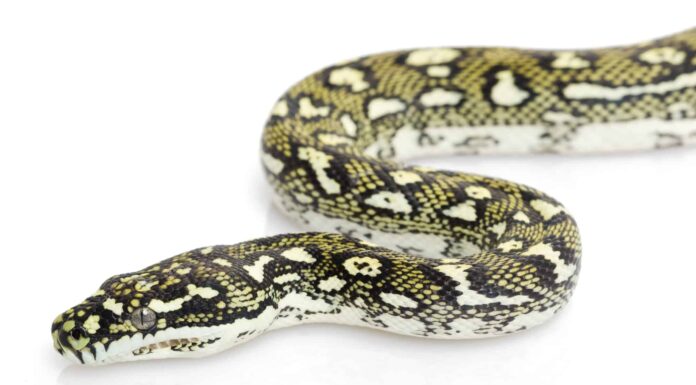 Diamond python closeup
