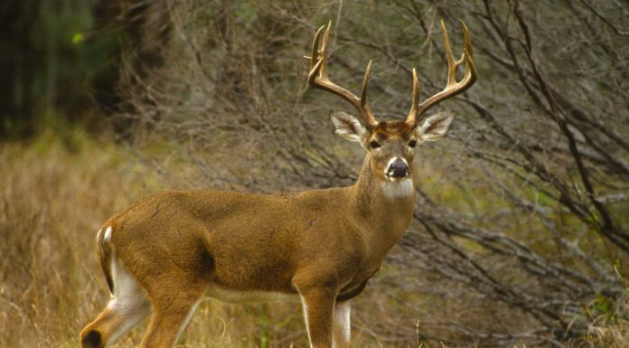 Stagione dei cervi nel Missouri: tutto ciò che devi sapere per essere preparato
