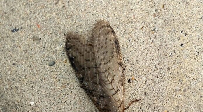 Dobsonfly
