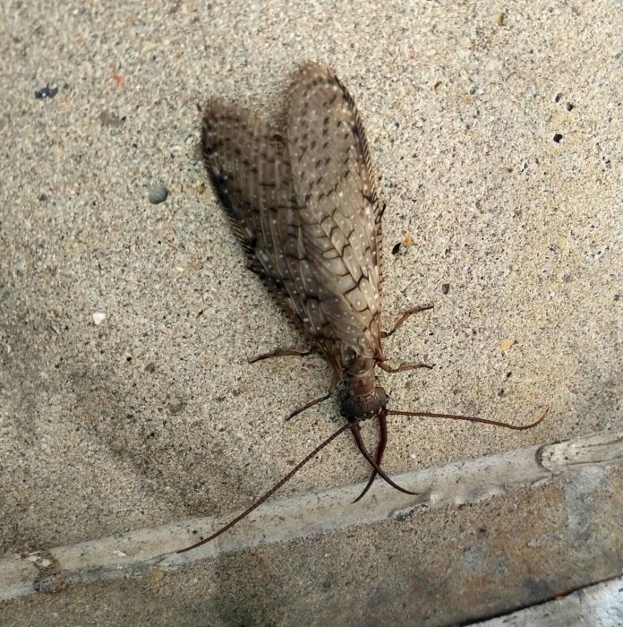 Dobsonfly