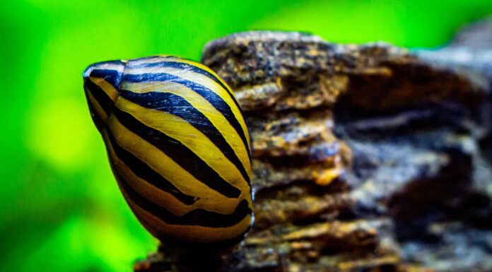 red nerite snails lined up on branch