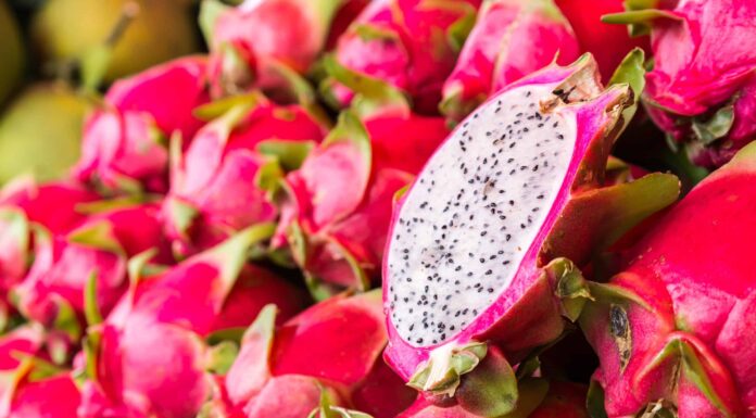  I cani possono mangiare il frutto del drago in modo sicuro?  Cosa sapere
