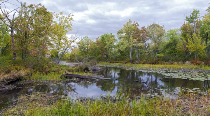 Gli 8 migliori spot di birdwatching del Vermont quest'estate
