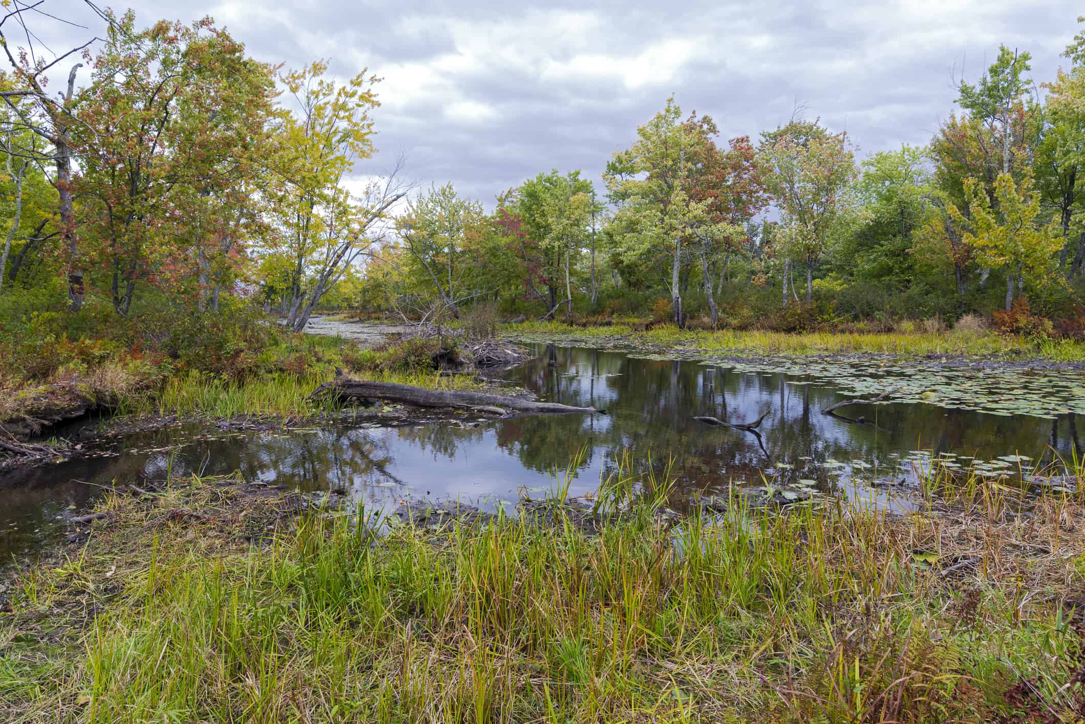Gli 8 migliori spot di birdwatching del Vermont quest'estate