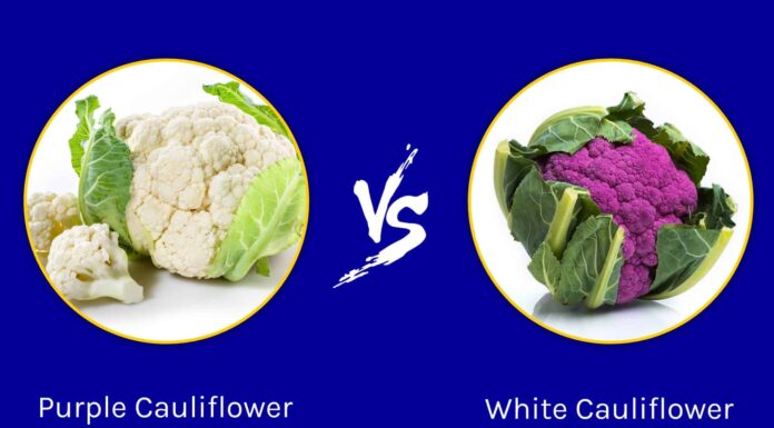Cavolfiore viola vs cavolfiore bianco: quanto sono diversi?
