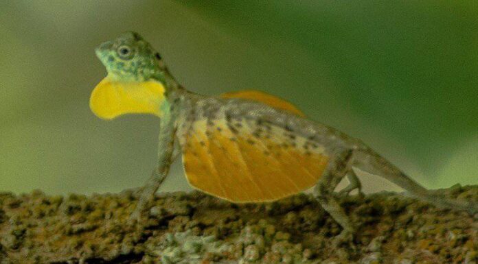 Lucertola volante del drago
