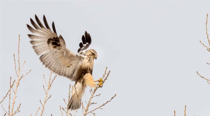 I 10 migliori luoghi per il birdwatching dell'Ohio quest'estate
