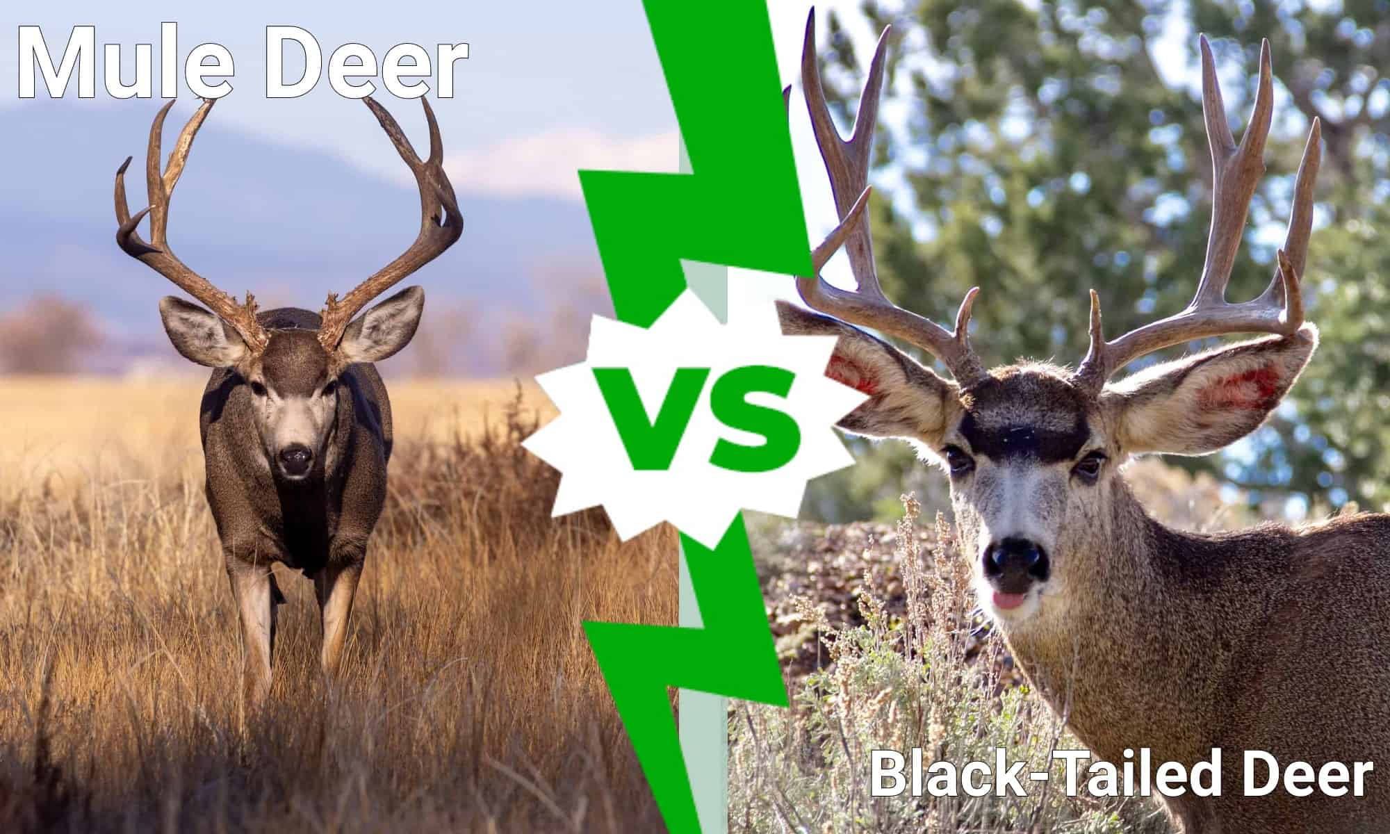 Mule Deer vs Blacktailed Deer: quali sono le differenze?