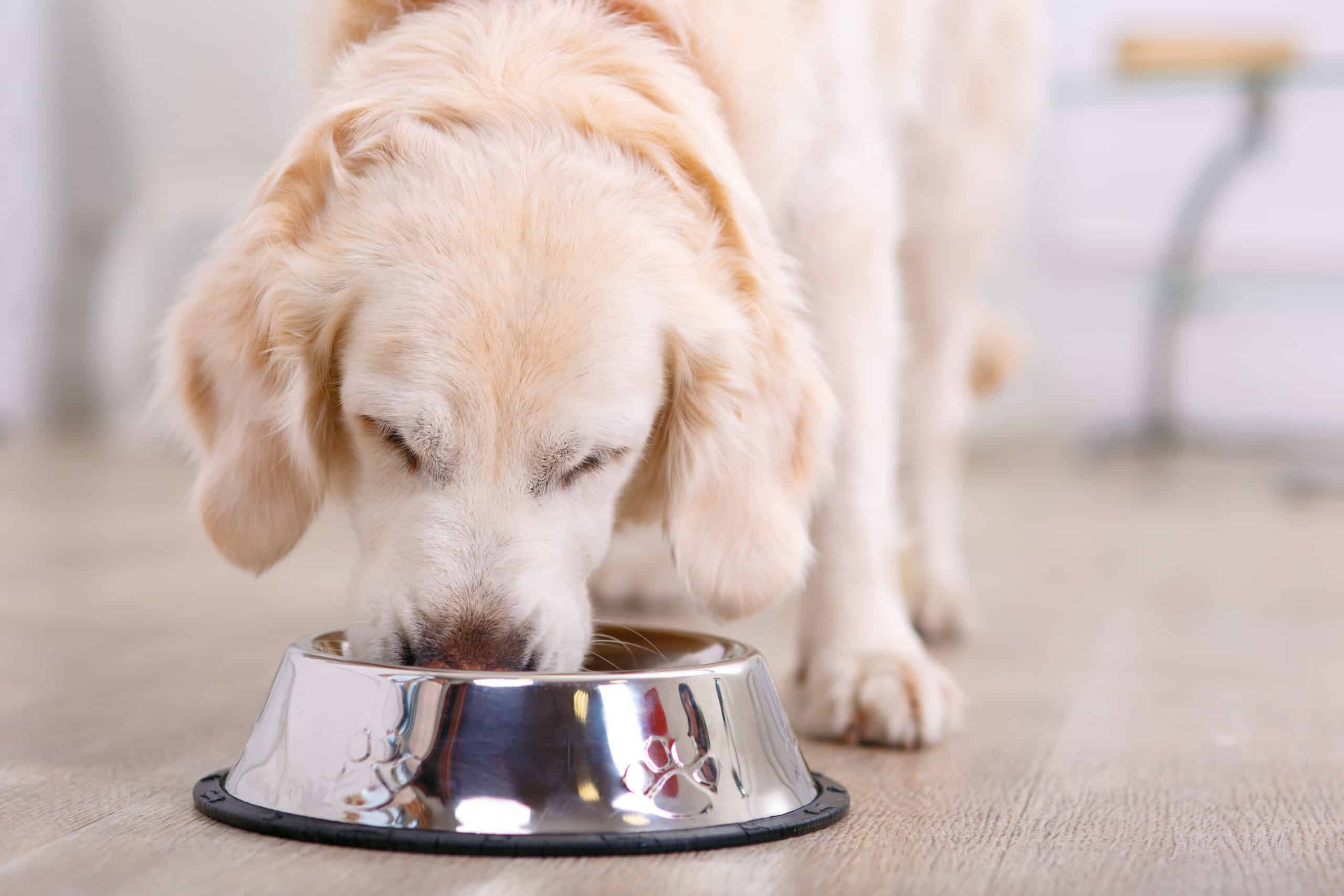 Regole di alimentazione del cane per taglia, età e peso