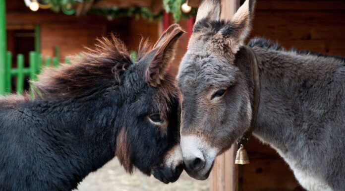 Cacca d'asino: tutto ciò che avresti sempre voluto sapere
