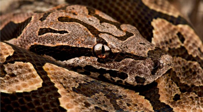 Dumerils ground boa on a rock