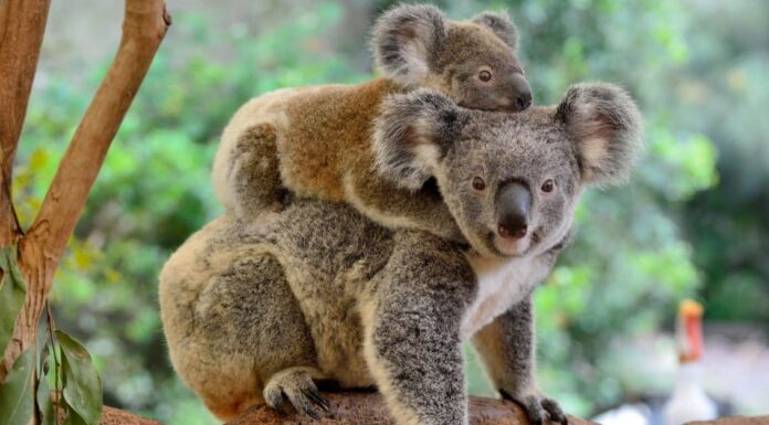 Koala Poop: tutto ciò che avresti sempre voluto sapere
