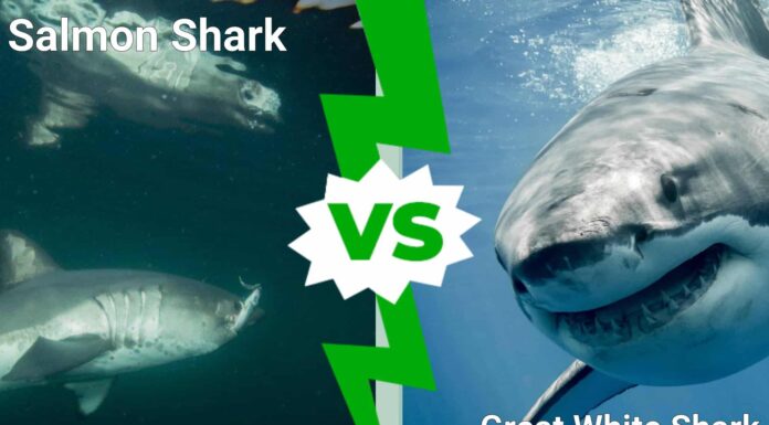 Salmon Shark vs Great White Shark: 3 differenze e chi vince in un combattimento
