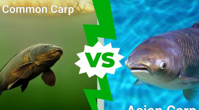 Carpa asiatica vs carpa comune: 5 differenze chiave
