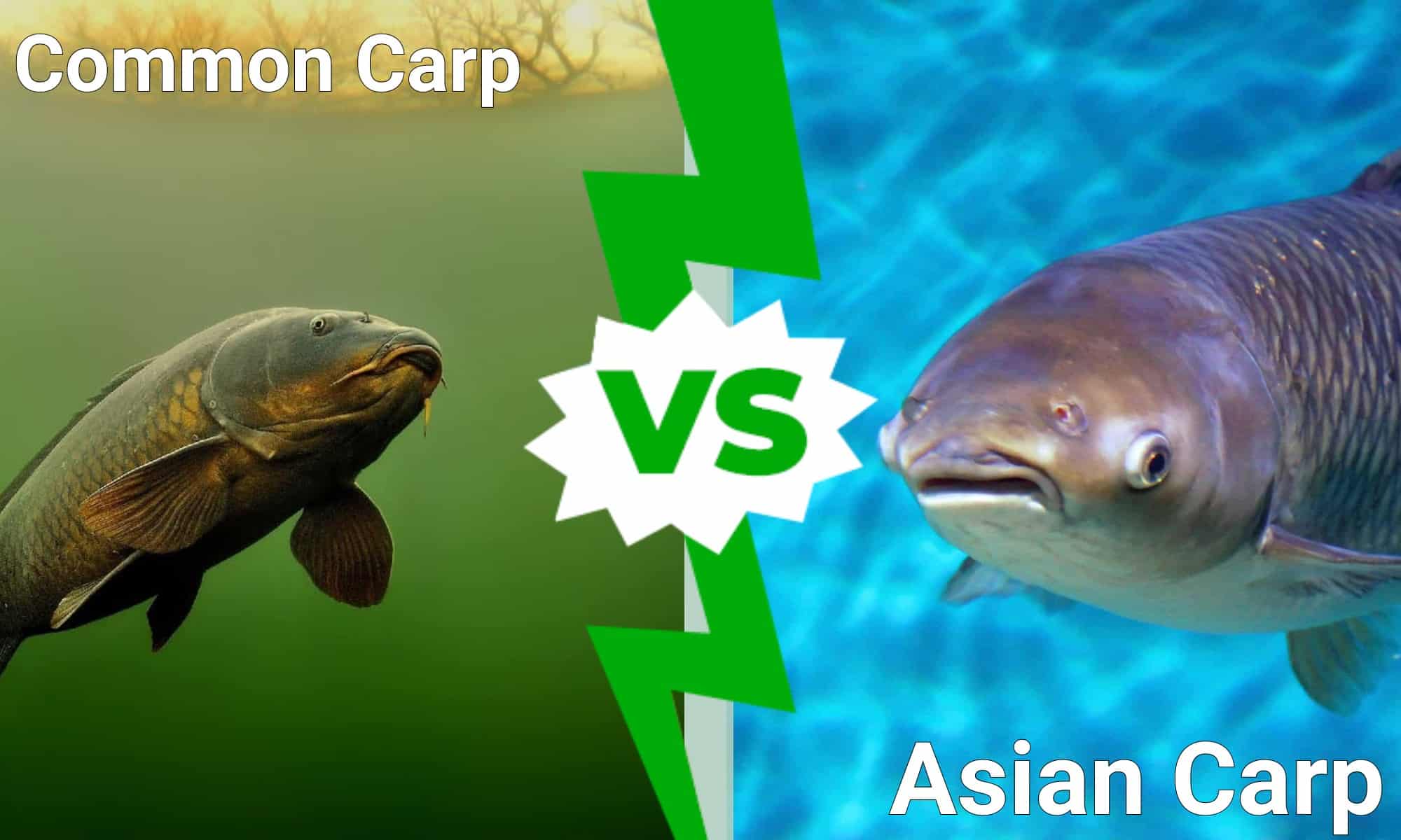 Carpa asiatica vs carpa comune: 5 differenze chiave