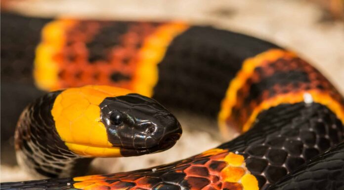 The eastern coral snake has a black snout followed by a band of yellow, then black, then yellow or white, then red, then yellow then black all the way down to the tail.