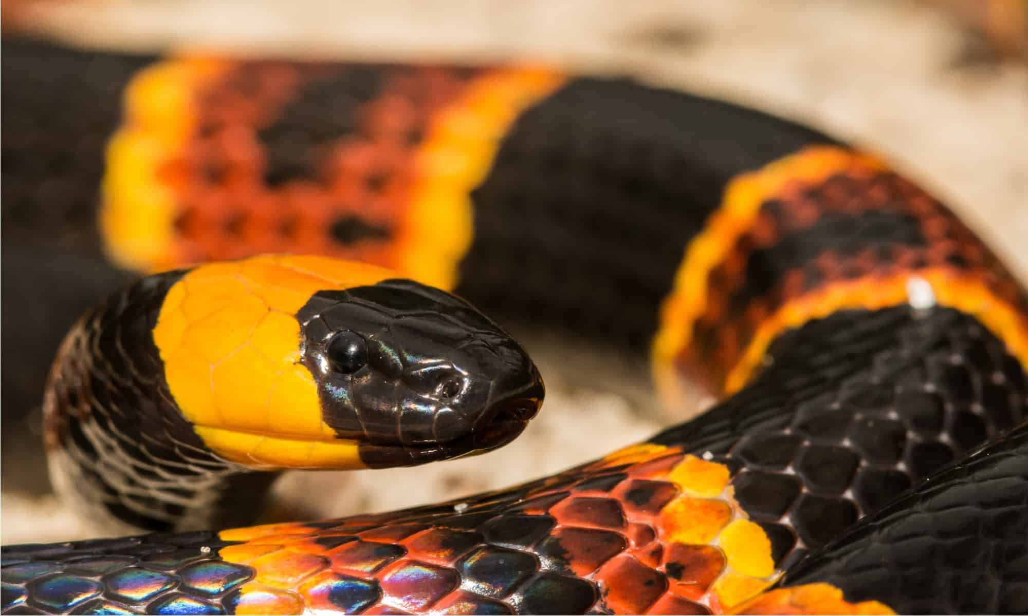 The eastern coral snake has a black snout followed by a band of yellow, then black, then yellow or white, then red, then yellow then black all the way down to the tail.