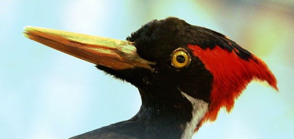 Picchio dal becco d'avorio
