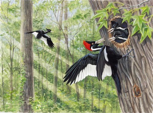 Scopri 3 specie di picchi recentemente estinte
