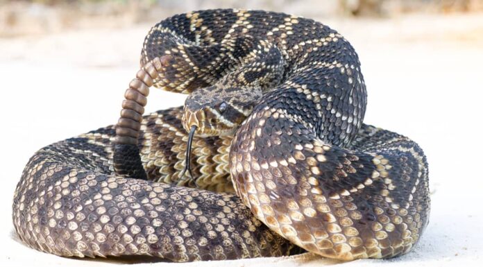 Serpente a sonagli Diamondback orientale
