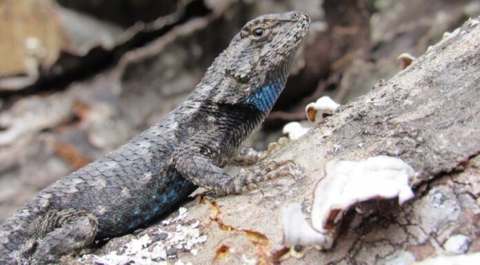 Lucertola da recinzione orientale
