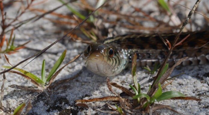 Lucertola di vetro orientale

