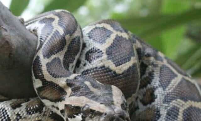 Perché 800 cacciatori si tuffano nelle paludi della Florida per cacciare i pitoni
