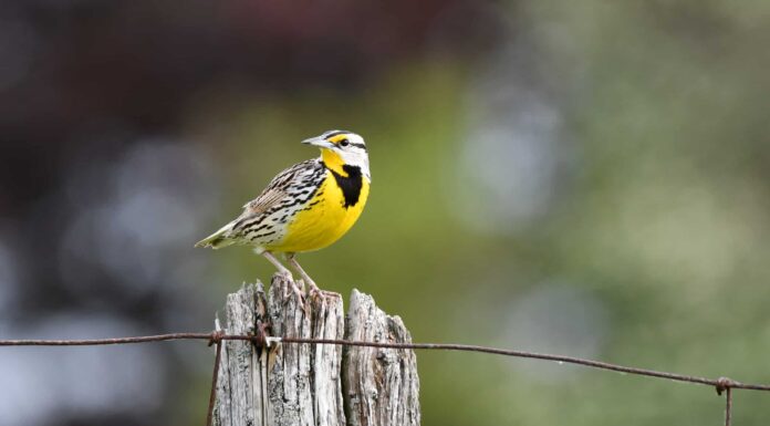 Meadowlark orientale

