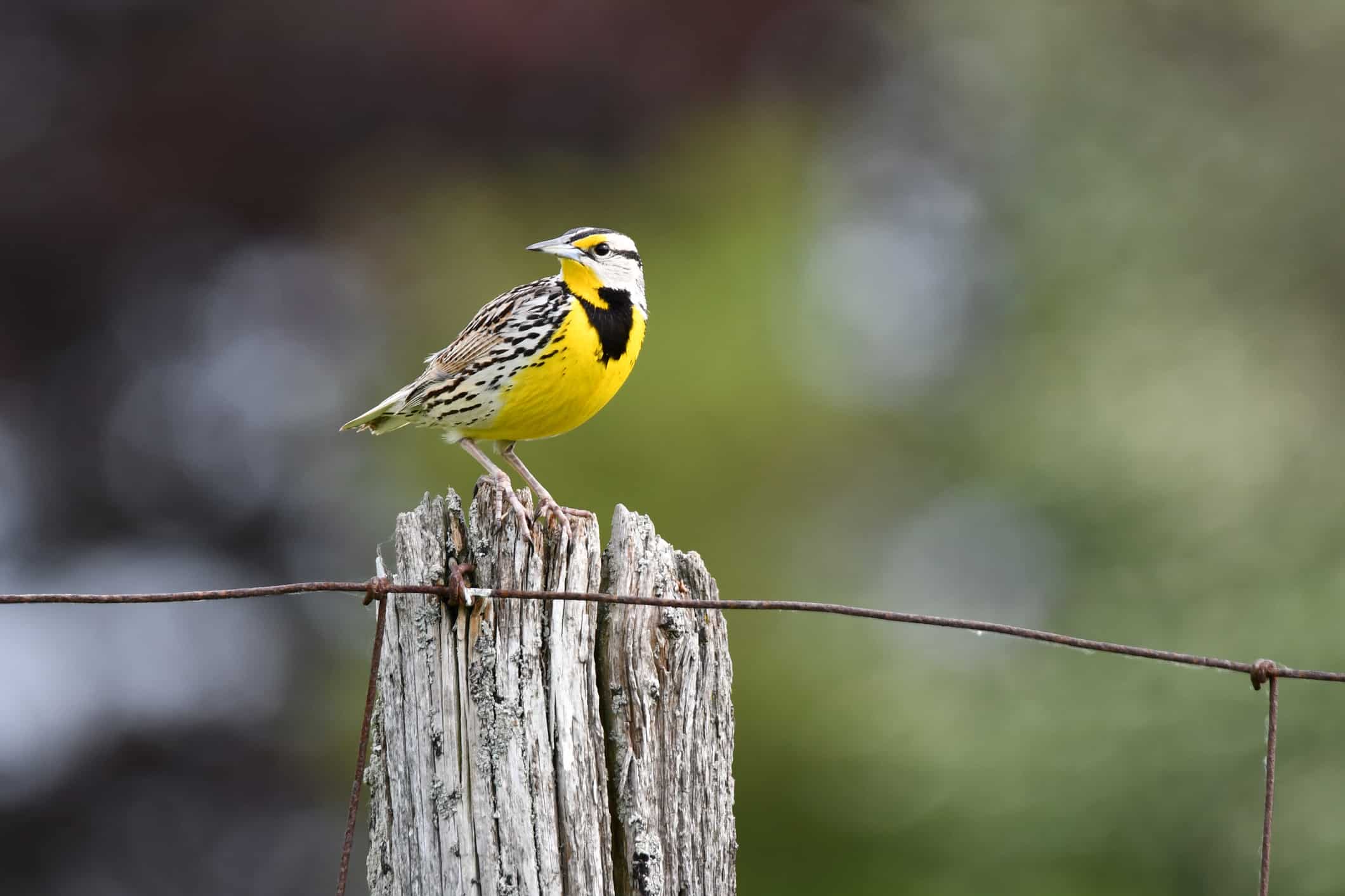 Meadowlark orientale