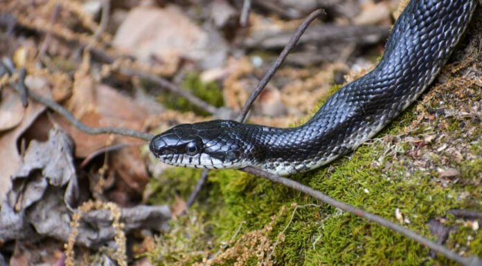 Serpente di ratto orientale
