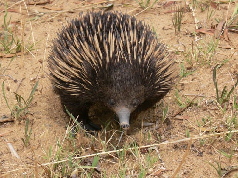 Echidna