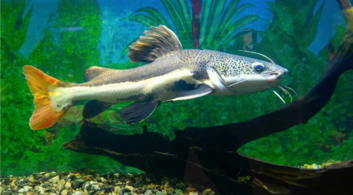 Carpa contro pesce gatto
