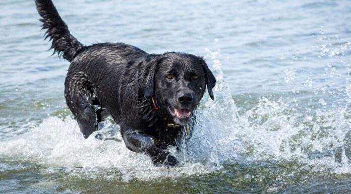 black lab swims